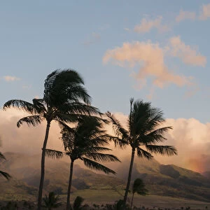 A Rainfall Dampens The Ridge With Palm Trees In The Foreground; Lahaina, Maui, Hawaii, United States Of America