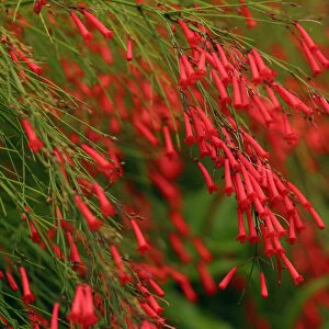 Russelia Equisetiformis Firecracker Plant