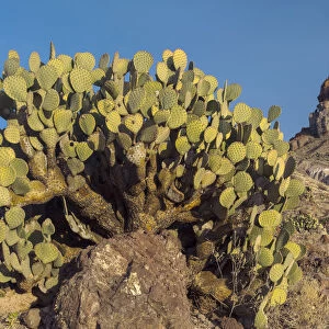 Opuntia (Opuntia sp) cactus, Cerro Castellan, Big Bend National Park, Texas