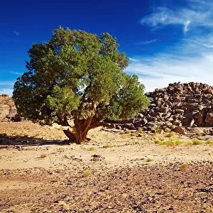 Saharan Cypress, very rare coniferous tree in Tassili N'Ajjer, Sahara Desert, Algeria