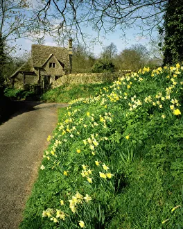 The Cotswold