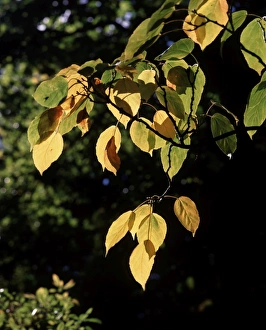 Autumn colour