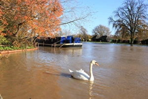 The Swan