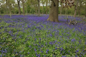 Countryside Prints: Bluebells