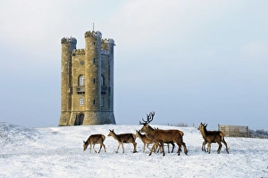 <b class=qtipBold><figcaption>Broadway Tower</figcaption></b><br>The Tower Looking over the Cotswold Town of Broadway as a Herd of Deer Look for Food<br><em>© PAUL FELIX 01285 831703 photos@paulfelix.co.uk</em> Broadway Tower