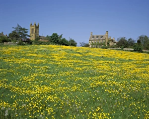 Buttercups