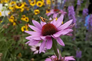 Best Of The Best Prints: Butterfly ( red admiral ) feeding on Echinacea (Purpurea Pow Wow ) on a summers day in garden in Cornwall