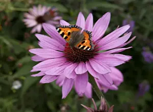 Best Of The Best Prints: Butterfly ( red admiral ) feeding on Echinacea (Purpurea Pow Wow ) on a summers day in garden in Cornwall