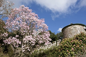 Caerhays Castle with its Magnolias and Camellias. 3
