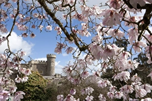 Caerhays Castle with its Magnolias and Camellias. 4 Caerhays Castle with its Magnolias and Camellias. 4