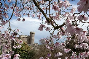 Caerhays Castle with its Magnolias and Camellias. ( Magnolia sargentiana var robusta )