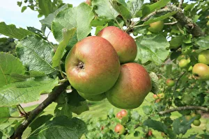 <b class=qtipBold><figcaption>Cider Apples</figcaption></b><br>Fair Maid of Devon a Cider Apples growing at RHS Garden Rosemoor<br><em>© Paul Felix Photography Twelve Beacon Park Pelynt nr Looe Cornwall PL13 2PQ photos@paulfelix.co.uk 01503 221069</em> Cider Apples
