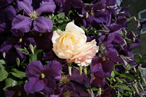 <b class=qtipBold><figcaption>Clematis</figcaption></b><br>A cottage garden in the cotswolds with Clematis ( Jackmani ) and a climbing Rose.<br><em>© Paul Felix Photography Twelve Beacon Park Pelynt nr Looe Cornwall PL13 2PQ photos@paulfelix.co.uk 01503 221069</em> Clematis