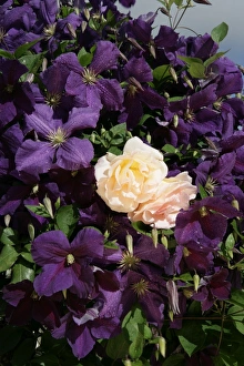 <b class=qtipBold><figcaption>Clematis</figcaption></b><br>A cottage garden in the cotswolds with Clematis ( Jackmani ) and a climbing Rose.<br><em>© Paul Felix Photography Twelve Beacon Park Pelynt nr Looe Cornwall PL13 2PQ photos@paulfelix.co.uk 01503 221069</em> Clematis