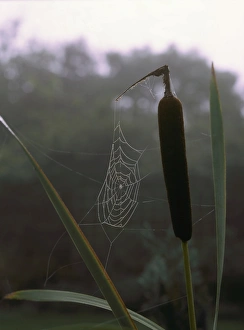 Cobweb