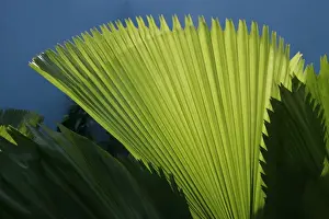 Ferns