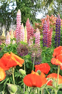 <b class=qtipBold><figcaption>Cotswold garden</figcaption></b><br>A garden in the cotswold town of Northleach<br><em>© Paul Felix Photography Twelve Beacon Park Pelynt nr Looe Cornwall PL13 2PQ photos@paulfelix.co.uk 01503 221069</em> Cotswold garden