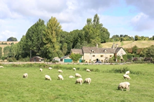 Sheep