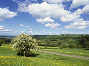 The Cotswolds