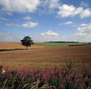 The Cotswolds