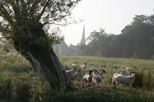 The Cotswolds