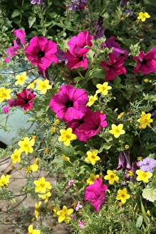 <b class=qtipBold><figcaption>Cottage garden</figcaption></b><br>A summers day in a cotswold garden with its flowers<br><em>© Paul Felix Photography Twelve Beacon Park Pelynt nr Looe Cornwall PL13 2PQ photos@paulfelix.co.uk 01503 221069</em> Cottage garden
