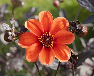 A Dahlia - Bishop of Oxford in the Hidden Valley Garden, Cornwall A Dahlia - Bishop of Oxford in the Hidden Valley Garden, Cornwall