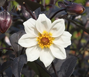 A Dahlia - Twynings After Eight in the Hidden Valley Garden, Cornwall A Dahlia - Twynings After Eight in the Hidden Valley Garden, Cornwall