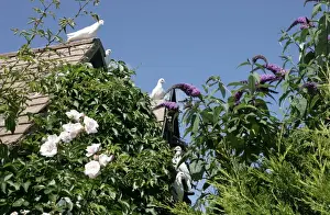 Doves