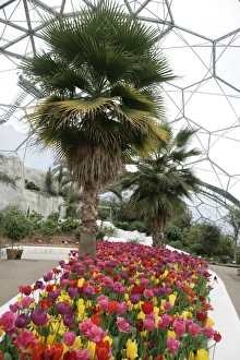 Eden Project