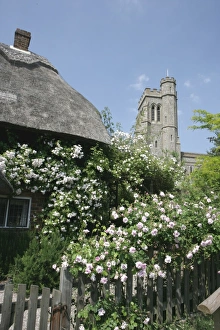 Roses