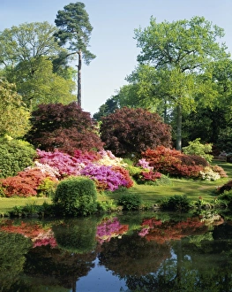 <b class=qtipBold><figcaption>EXBURY</figcaption></b><br>The Reflections of Rhododendrons in a Lake at Exbury House in Hampshire<br><em>© Paul Felix Photography Twelve Beacon Park Pelynt nr Looe Cornwall PL13 2PQ photos@paulfelix.co.uk 01503 221069</em> EXBURY