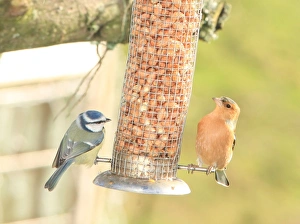 Feeding time