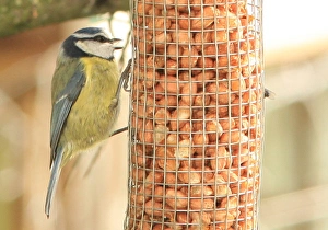 Feeding time