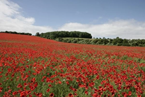 Countryside Prints: Poppy