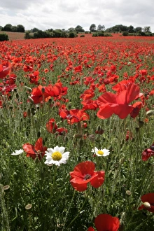 Poppy