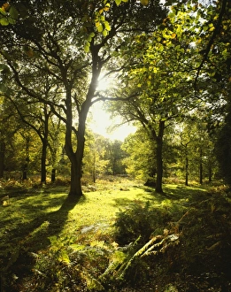 Picturesque Prints: Forest of Dean
