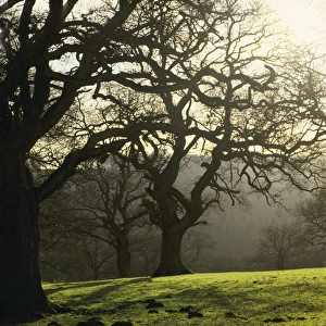 Frostry morning