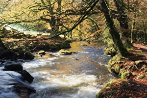 Golitha Falls