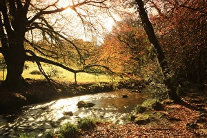 Golitha Falls