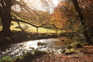 <b class=qtipBold><figcaption>Golitha Falls</figcaption></b><br>Golitha Falls on the upper Fowey River near Liskeard Cornwall on a Autumn day<br><em>© Paul Felix Photography Twelve Beacon Park Pelynt nr Looe Cornwall PL13 2PQ photos@paulfelix.co.uk 01503 221069</em> Golitha Falls
