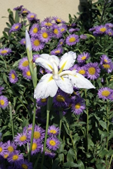 <b class=qtipBold><figcaption>Hampton Court Flower Show</figcaption></b><br>A colourful display in a garden border at the Hampton Court Flower Show on a early summers day<br><em>© Paul Felix Photography Twelve Beacon Park Pelynt nr Looe Cornwall PL13 2PQ photos@paulfelix.co.uk 01503 221069</em> Hampton Court Flower Show