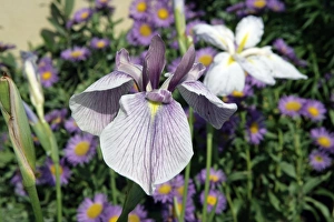 <b class=qtipBold><figcaption>Hampton Court Flower Show</figcaption></b><br>A colourful display in a garden border at the Hampton Court Flower Show on a early summers day<br><em>© Paul Felix Photography Twelve Beacon Park Pelynt nr Looe Cornwall PL13 2PQ photos@paulfelix.co.uk 01503 221069</em> Hampton Court Flower Show