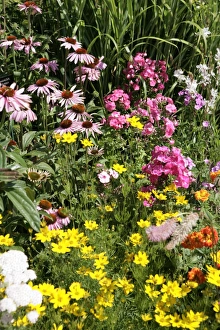 <b class=qtipBold><figcaption>Hampton Court Flower Show</figcaption></b><br>A colourful display in a garden border at the Hampton Court Flower Show on a early summers day<br><em>© Paul Felix Photography Twelve Beacon Park Pelynt nr Looe Cornwall PL13 2PQ photos@paulfelix.co.uk 01503 221069</em> Hampton Court Flower Show
