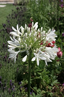 <b class=qtipBold><figcaption>Hampton Court Flower Show</figcaption></b><br>A colourful display in a garden border at the Hampton Court Flower Show on a early summers day<br><em>© Paul Felix Photography Twelve Beacon Park Pelynt nr Looe Cornwall PL13 2PQ photos@paulfelix.co.uk 01503 221069</em> Hampton Court Flower Show