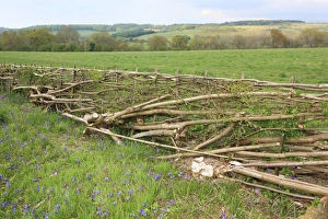 Hedging