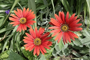 <b class=qtipBold><figcaption>Hidcote Manor</figcaption></b><br>The gardens at Hidcote Manor in the cotswolds, one of the best gardens in the country.<br><em>© Paul Felix Photography Twelve Beacon Park Pelynt nr Looe Cornwall PL13 2PQ photos@paulfelix.co.uk 01503 221069</em> Hidcote Manor