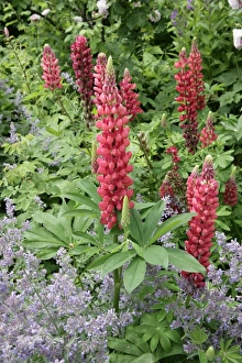 <b class=qtipBold><figcaption>Hidcote Manor</figcaption></b><br>The gardens at Hidcote Manor in the cotswolds, one of the best gardens in the country.<br><em>© Paul Felix Photography Twelve Beacon Park Pelynt nr Looe Cornwall PL13 2PQ photos@paulfelix.co.uk 01503 221069</em> Hidcote Manor