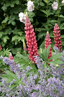 <b class=qtipBold><figcaption>Hidcote Manor</figcaption></b><br>The gardens at Hidcote Manor in the cotswolds, one of the best gardens in the country.<br><em>© Paul Felix Photography Twelve Beacon Park Pelynt nr Looe Cornwall PL13 2PQ photos@paulfelix.co.uk 01503 221069</em> Hidcote Manor