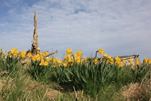<b class=qtipBold><figcaption>Holy Island</figcaption></b><br>Daffodils on Holy Island<br><em>© Paul Felix Photography Twelve Beacon Park Pelynt nr Looe Cornwall PL13 2PQ photos@paulfelix.co.uk 01503 221069</em> Holy Island